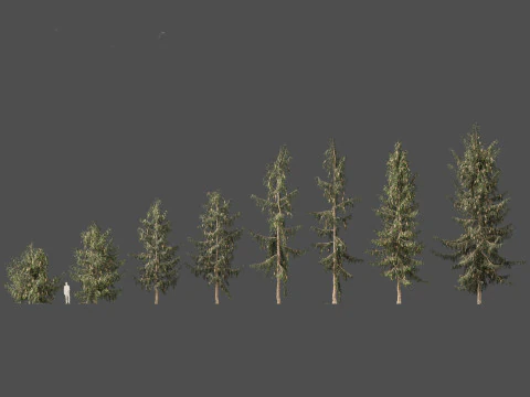 Picea breweriana - Brewers spruce 3D Model