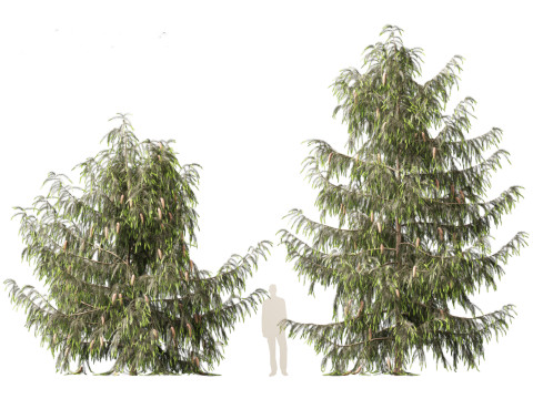 Picea breweriana - Brewers spruce Modelo 3D