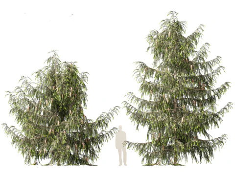 Picea breweriana - Brewers spruce 3D Model