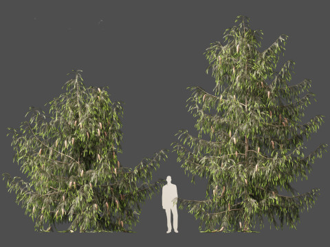 Picea breweriana - Brewers spruce Modelo 3D
