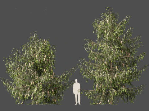 Picea breweriana - Brewers spruce 3D Model