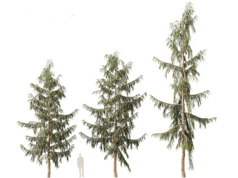 Picea breweriana - Brewers spruce Modelo 3D