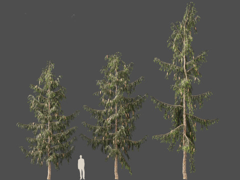 Picea breweriana - Brewers spruce Modelo 3D