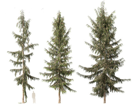 Picea breweriana - Brewers spruce Modelo 3D