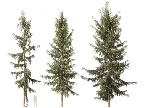 Picea breweriana - Brewers spruce 3D Model