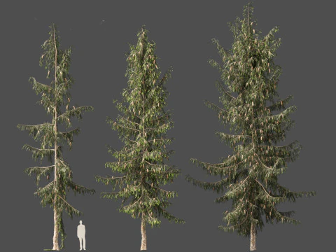 Picea breweriana - Brewers spruce 3D Model