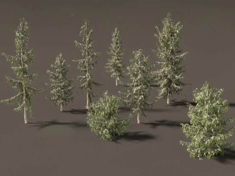 Picea breweriana - Brewers spruce 3D Model