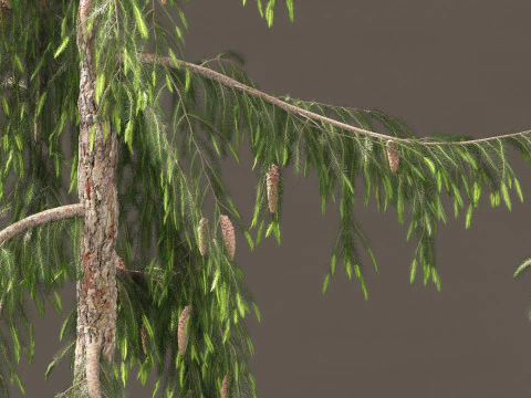 Picea breweriana - Brewers spruce 3D Model