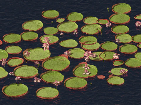Victoria amazonica - Amazon water lily 3D Model
