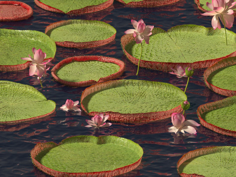 Victoria amazonica - Amazon water lily Model 3D