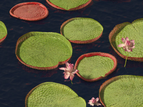 Victoria amazonica - Amazon water lily Model 3D