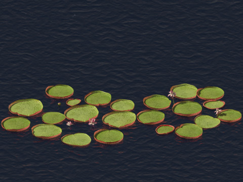 Victoria amazonica - Amazon water lily Model 3D