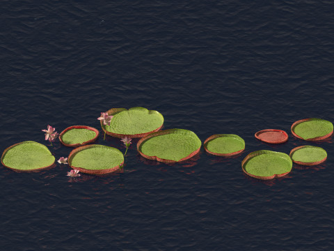 Victoria amazonica - Amazon water lily Model 3D