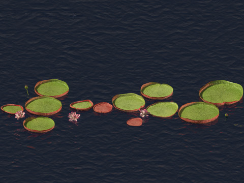 Victoria amazonica - Amazon water lily Model 3D