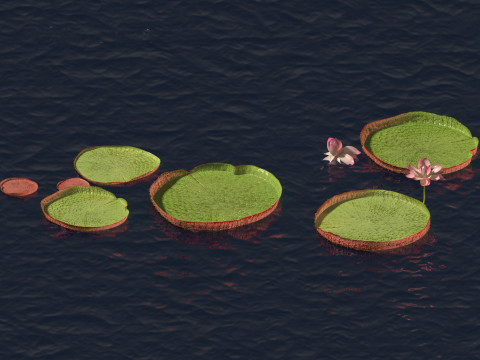 Victoria amazonica - Amazon water lily Model 3D