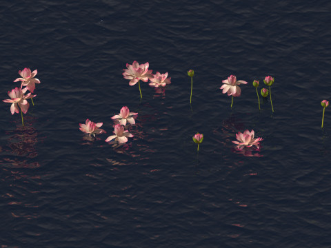 Victoria amazonica - Amazon water lily Model 3D