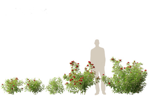 Rose - the genus Rosa 3D 모델