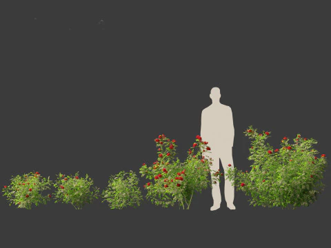 Rose - the genus Rosa 3D Model