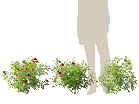 Rose - the genus Rosa 3D Model