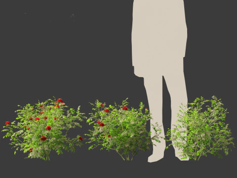 Rose - the genus Rosa 3D Model