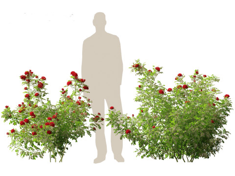 Rose - the genus Rosa 3D-Modell