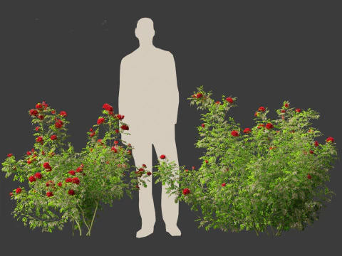 Rose - the genus Rosa 3D Model