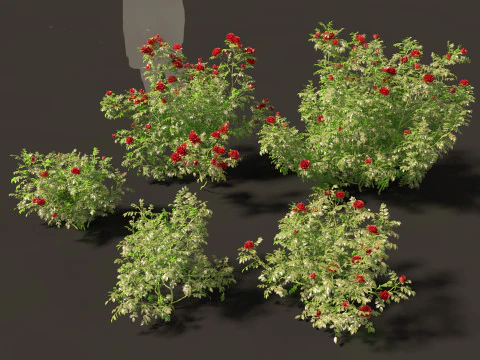 Rose - the genus Rosa 3D Model