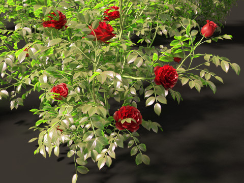 Rose - the genus Rosa 3D-Modell