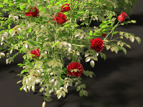 Rose - the genus Rosa 3D Model