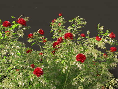 Rose - the genus Rosa 3D-Modell