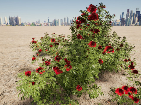 Rose - the genus Rosa 3D-Modell