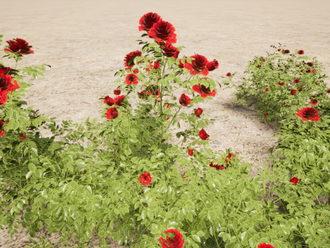 Rose - the genus Rosa 3D-Modell