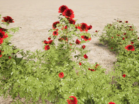 Rose - the genus Rosa 3D Model