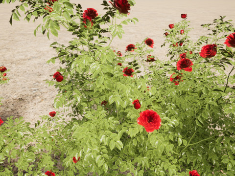 Rose - the genus Rosa 3D-Modell
