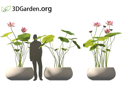 Nelumbo - 神圣的莲花 01 3D 模型