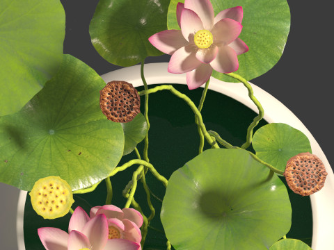 Nelumbo - sacred lotus 01 3D Model
