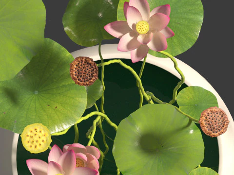 Nelumbo - sacred lotus 01 3D Model