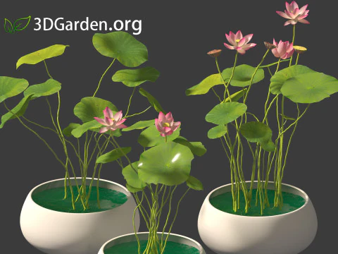 Nelumbo - sacred lotus 01 3D Model