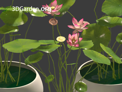 Nelumbo - sacred lotus 01 3D Model