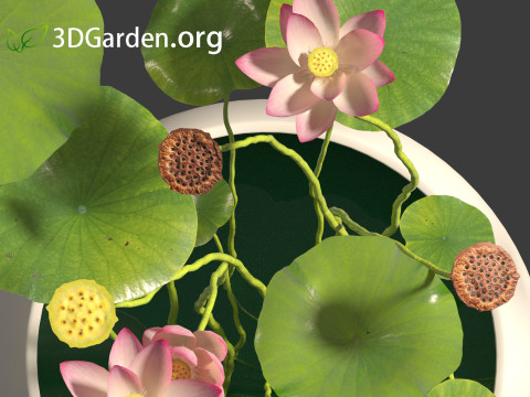 Nelumbo - sacred lotus 01 3D Model
