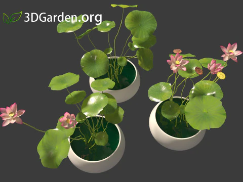 Nelumbo - sacred lotus 01 3D Model