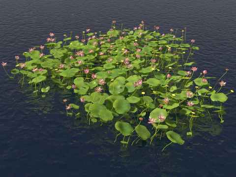 Nelumbo - lótus sagrado 02 Modelo 3D