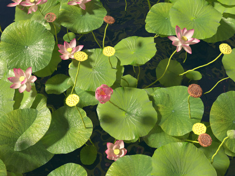 Nelumbo - sacred lotus 02 3D Model
