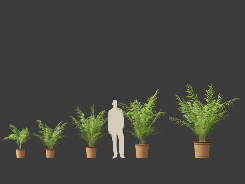 Dypsis lutescens - bamboo palm Modelo 3D