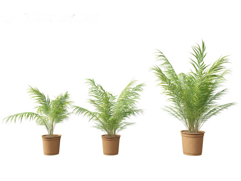Dypsis lutescens - bamboo palm Modelo 3D