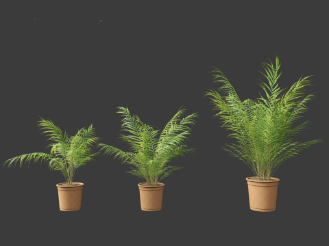 Dypsis lutescens - bamboo palm Modelo 3D