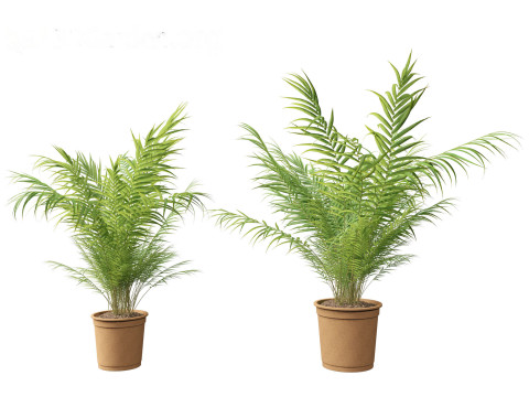 Dypsis lutescens - bamboo palm Modelo 3D