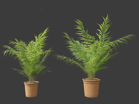 Dypsis lutescens - bamboo palm Modelo 3D