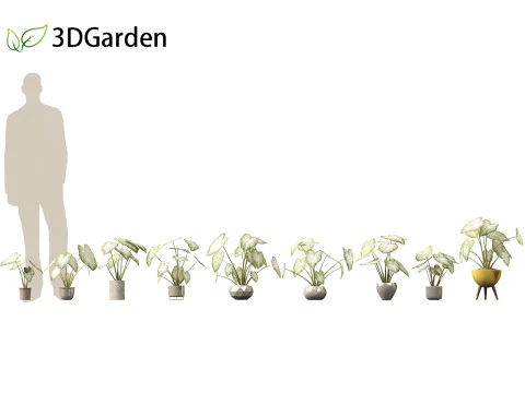 Caladium Aaron - Asas de Anjo Modelo 3D