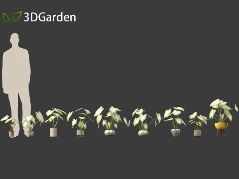 Caladium Aaron - Angel Wings Model 3D